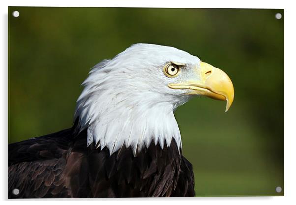 Fierce Bald Eagle  Acrylic by Ian Duffield