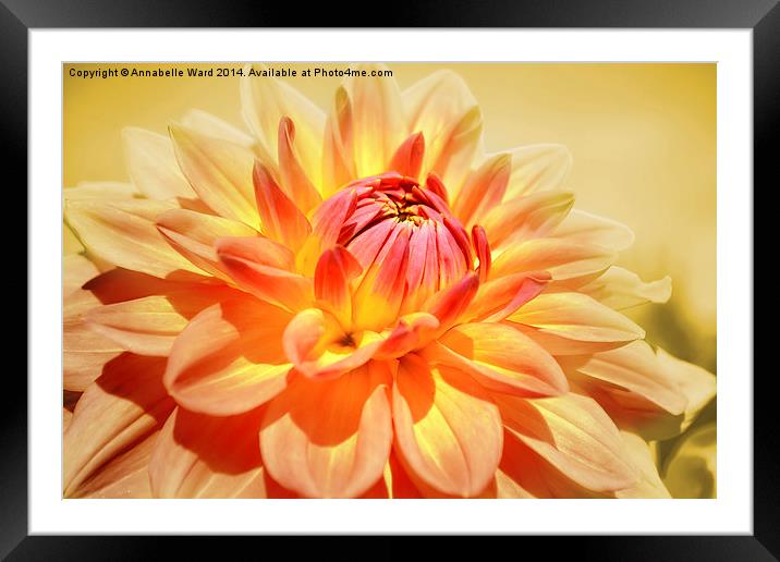  Dahlia in Peach. Framed Mounted Print by Annabelle Ward