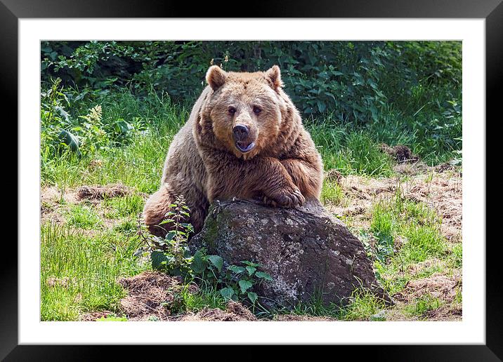 Just taking it easy Framed Mounted Print by Ian Duffield