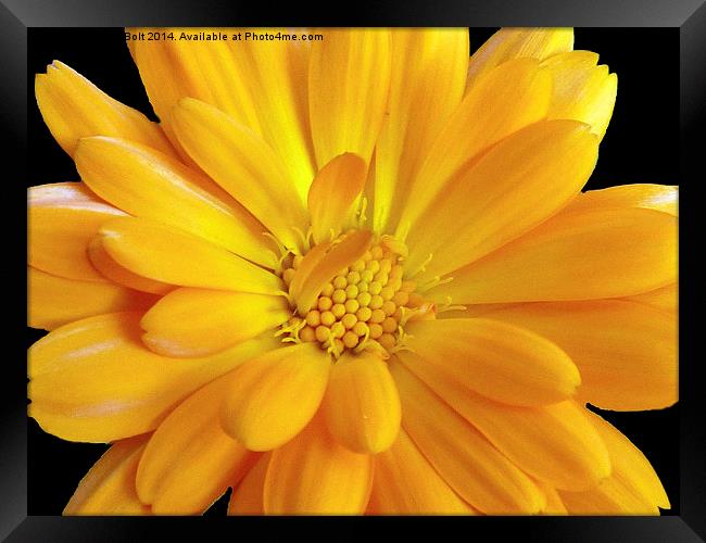  Macro Marigold Framed Print by Lynn Bolt