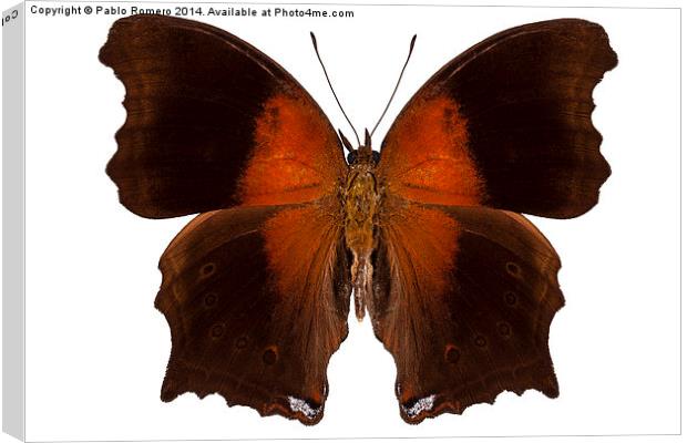 brown and orange butterfly Canvas Print by Pablo Romero