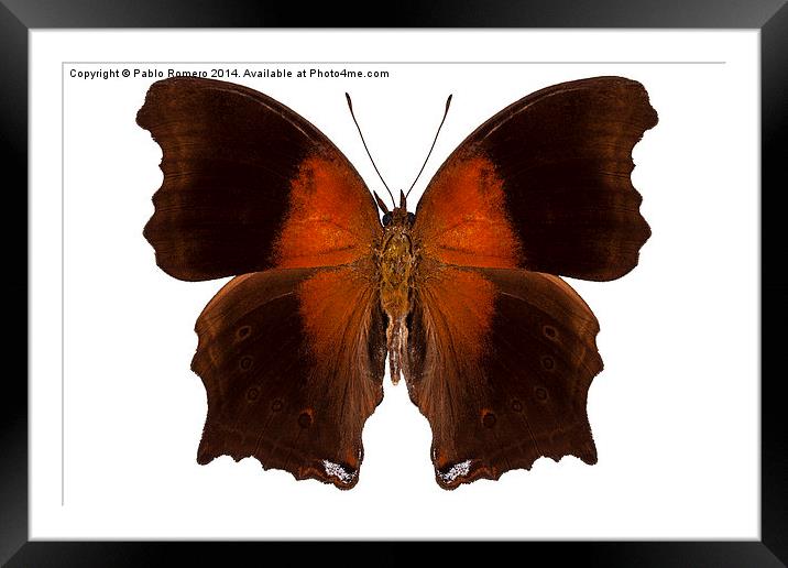 brown and orange butterfly Framed Mounted Print by Pablo Romero