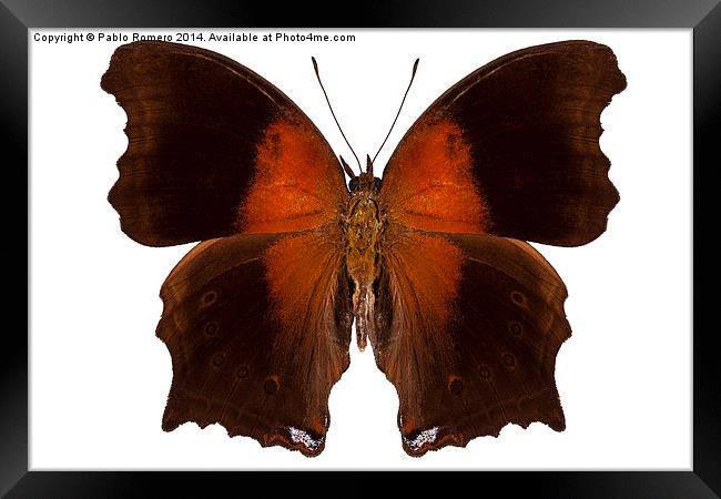 brown and orange butterfly Framed Print by Pablo Romero