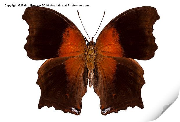 brown and orange butterfly Print by Pablo Romero