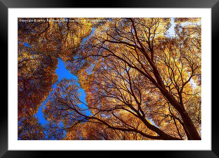  Autumn Glory Framed Mounted Print by Jenny Rainbow