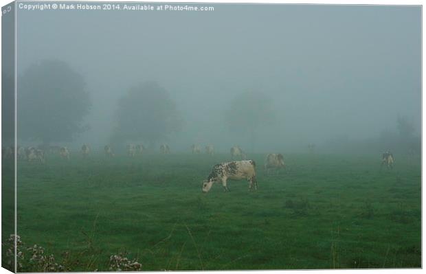  Cattle in the Mist Canvas Print by Mark Hobson