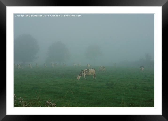  Cattle in the Mist Framed Mounted Print by Mark Hobson