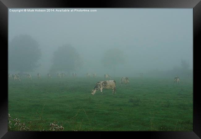  Cattle in the Mist Framed Print by Mark Hobson