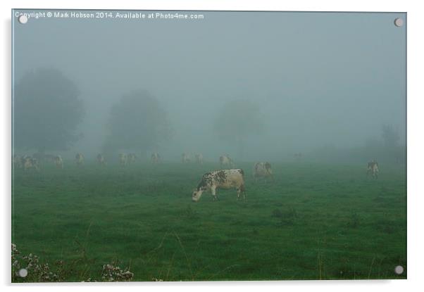  Cattle in the Mist Acrylic by Mark Hobson