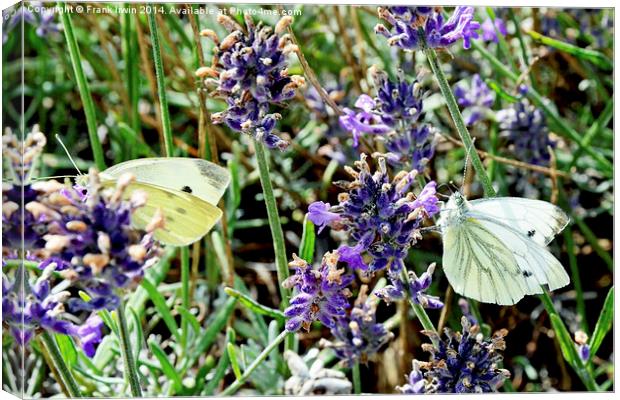  Two ‘large white’ butterflies Canvas Print by Frank Irwin
