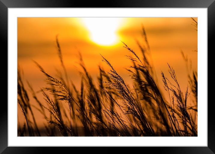  The Suns Golden Glow Framed Mounted Print by Lee Wilson