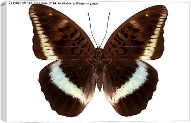 brown Nymphalidae butterfly Canvas Print by Pablo Romero