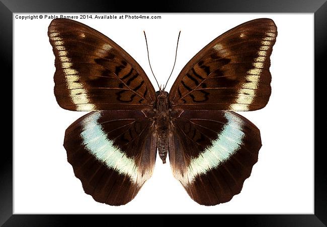 brown Nymphalidae butterfly Framed Print by Pablo Romero