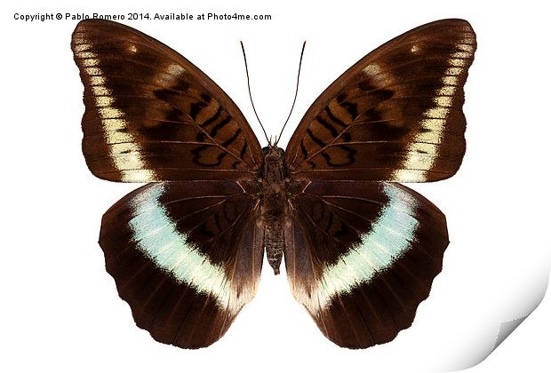brown Nymphalidae butterfly Print by Pablo Romero