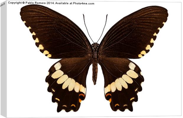 brown papilio butterfly Canvas Print by Pablo Romero