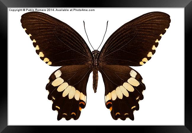 brown papilio butterfly Framed Print by Pablo Romero