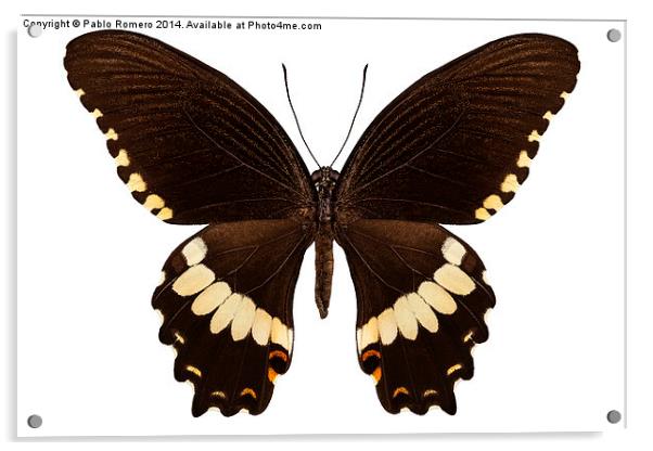 brown papilio butterfly Acrylic by Pablo Romero