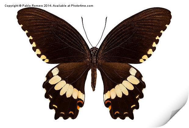 brown papilio butterfly Print by Pablo Romero