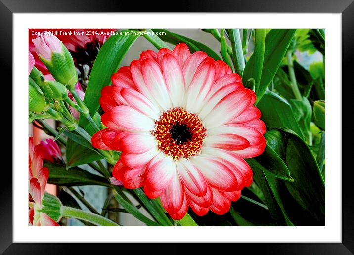 Gerbera Jamesonii in all its glory    Framed Mounted Print by Frank Irwin