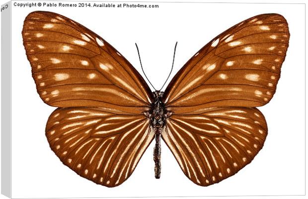Butterfly species euploea mulciber basilissa Canvas Print by Pablo Romero
