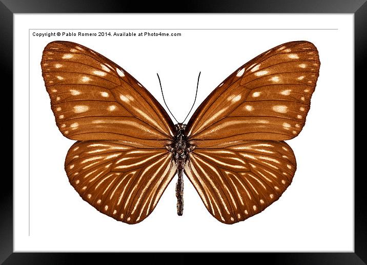 Butterfly species euploea mulciber basilissa Framed Mounted Print by Pablo Romero