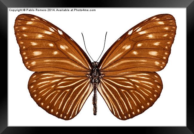 Butterfly species euploea mulciber basilissa Framed Print by Pablo Romero
