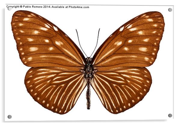 Butterfly species euploea mulciber basilissa Acrylic by Pablo Romero