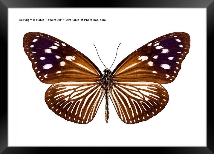 butterfly species Euploea Mulciber female Framed Mounted Print by Pablo Romero