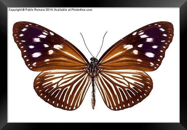 butterfly species Euploea Mulciber female Framed Print by Pablo Romero