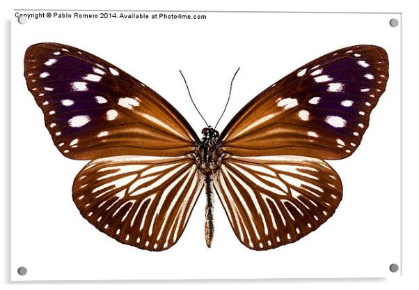 butterfly species Euploea Mulciber female Acrylic by Pablo Romero