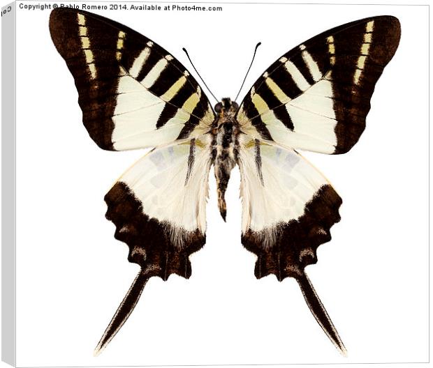 Butterfly species graphium decolor atratus Canvas Print by Pablo Romero