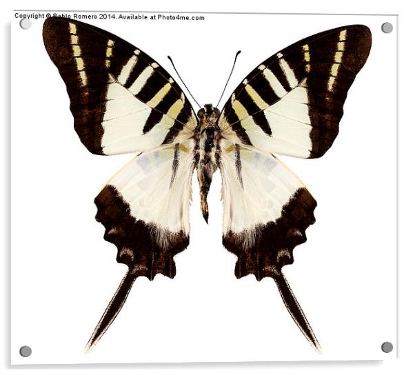 Butterfly species graphium decolor atratus Acrylic by Pablo Romero