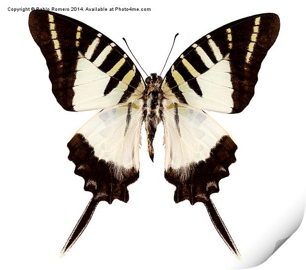 Butterfly species graphium decolor atratus Print by Pablo Romero