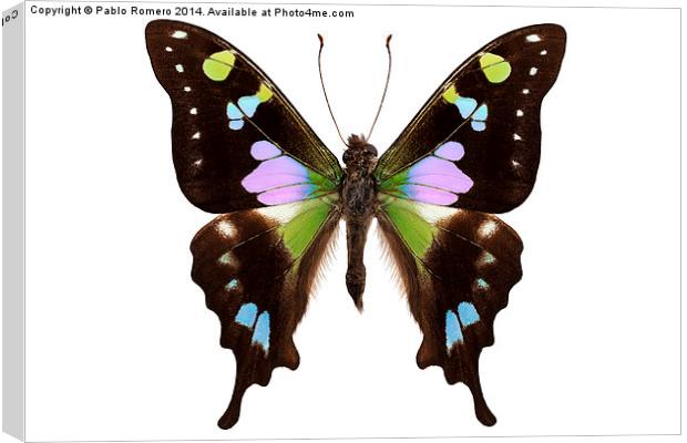 Butterfly species Graphium weiskei "Purple Spotted Canvas Print by Pablo Romero