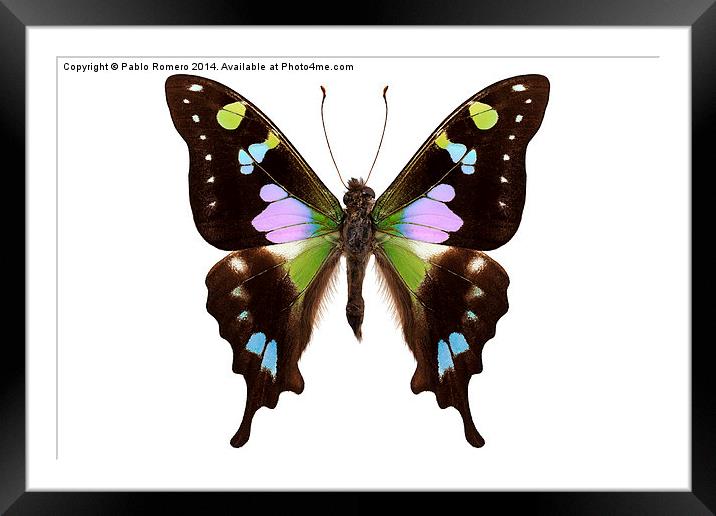 Butterfly species Graphium weiskei "Purple Spotted Framed Mounted Print by Pablo Romero