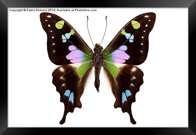 Butterfly species Graphium weiskei "Purple Spotted Framed Print by Pablo Romero