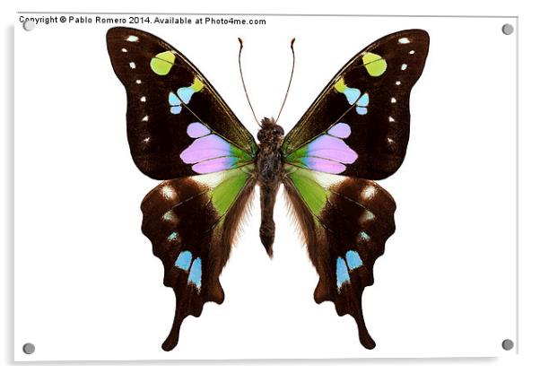 Butterfly species Graphium weiskei "Purple Spotted Acrylic by Pablo Romero