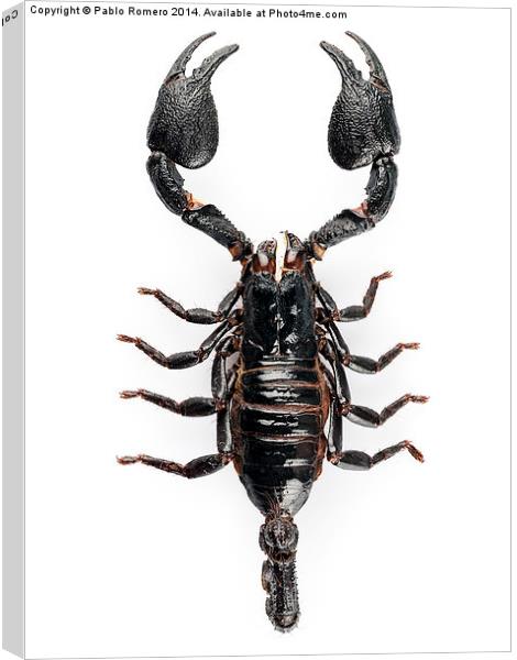 Black scorpio species Heterometrus cyaneus Canvas Print by Pablo Romero