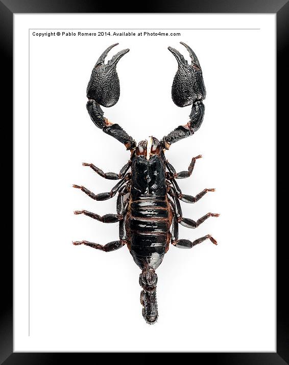 Black scorpio species Heterometrus cyaneus Framed Mounted Print by Pablo Romero