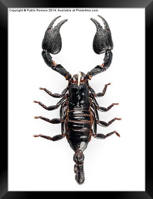 Black scorpio species Heterometrus cyaneus Framed Print by Pablo Romero