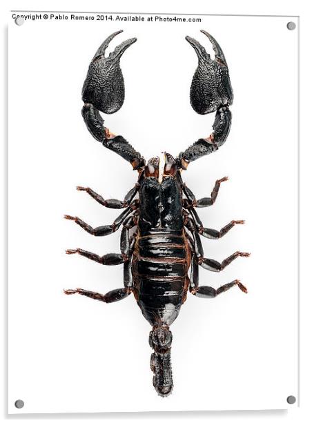 Black scorpio species Heterometrus cyaneus Acrylic by Pablo Romero