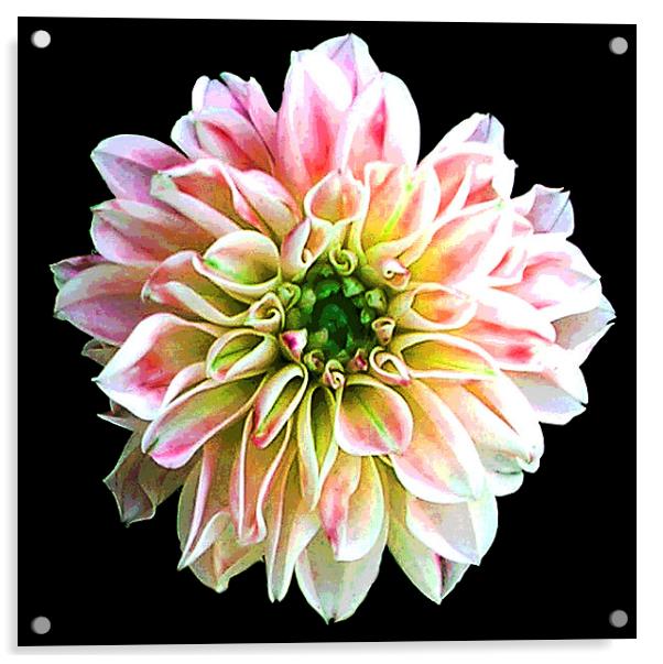 Posterised Flower  Acrylic by james balzano, jr.