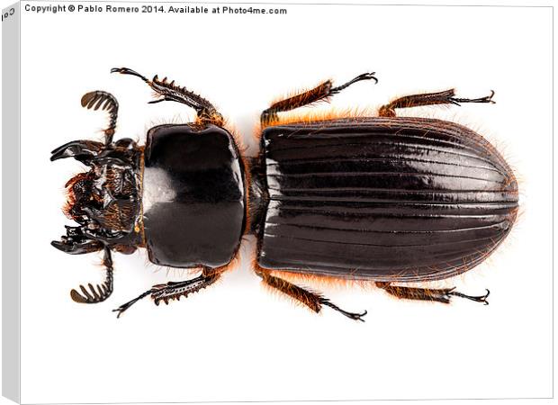 Beetle Aceraius grandis Canvas Print by Pablo Romero