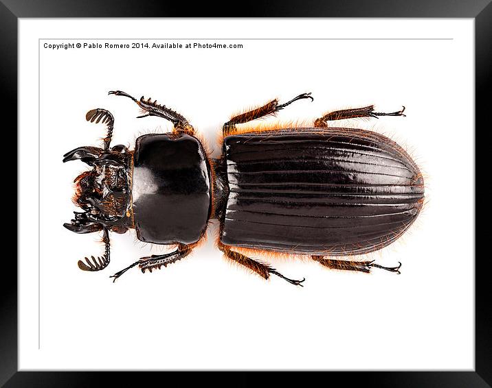 Beetle Aceraius grandis Framed Mounted Print by Pablo Romero