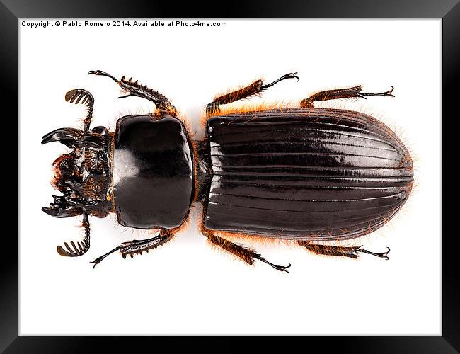 Beetle Aceraius grandis Framed Print by Pablo Romero