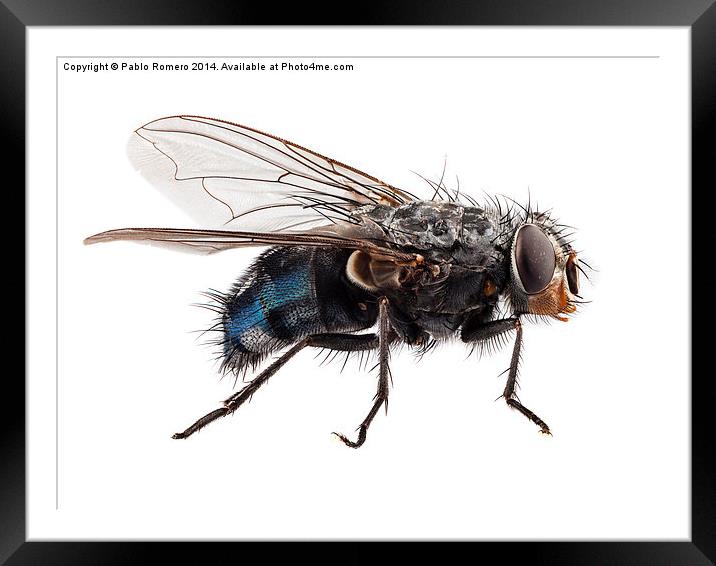 blue bottle fly species calliphora vomitoria Framed Mounted Print by Pablo Romero