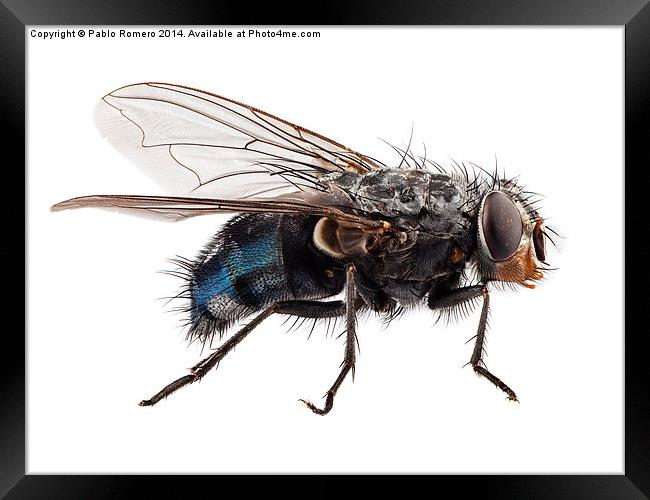 blue bottle fly species calliphora vomitoria Framed Print by Pablo Romero
