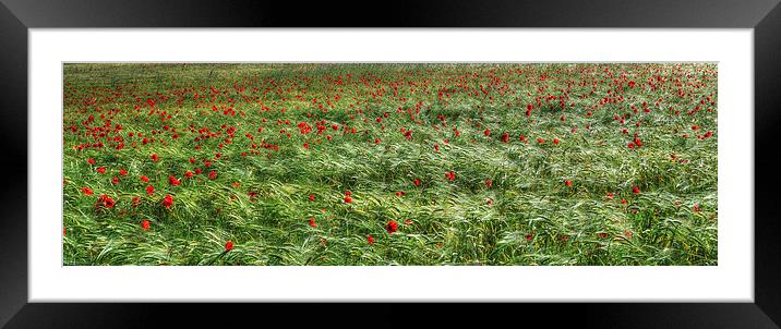  Norfolk Poppies Framed Mounted Print by Lynda Simpson