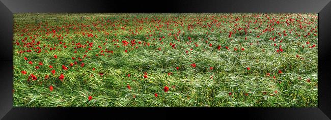  Norfolk Poppies Framed Print by Lynda Simpson