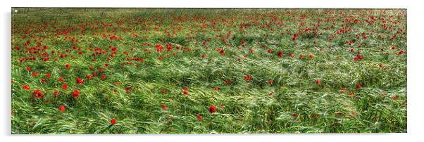  Norfolk Poppies Acrylic by Lynda Simpson